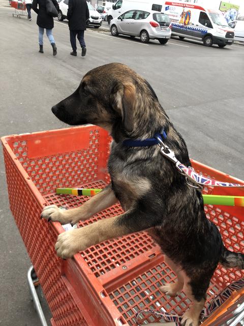 Auch beim Einkaufen darf der kleine David nicht fehlen | Foto: Peter A. Stahl