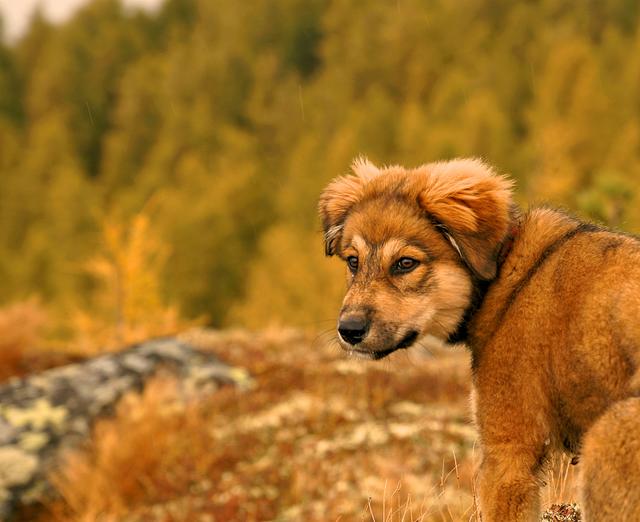 Hundemädchen Liva in herbstlicher Kulisse | Foto: Armin Mavc