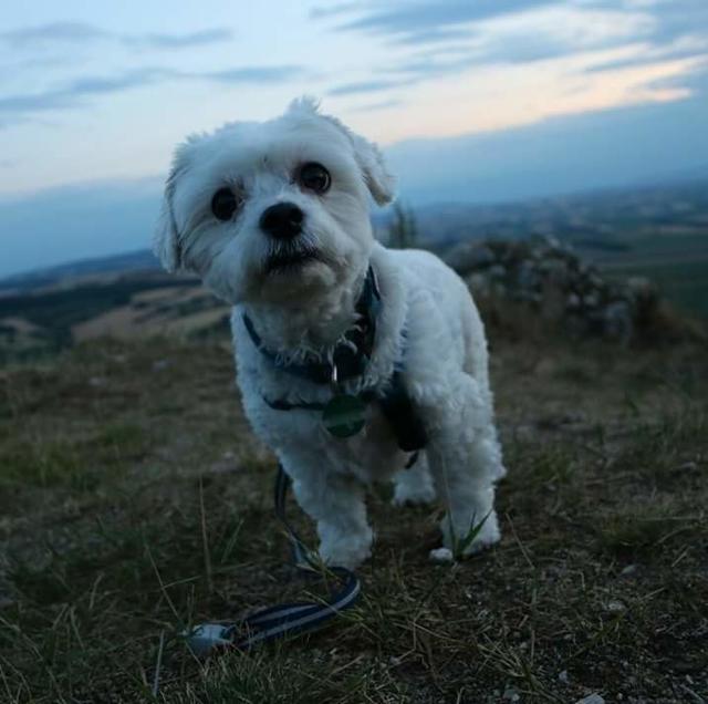 Hundebube Junior ist der ganze Stolz von seinem Frauchen  | Foto: Jacqueline Schmied