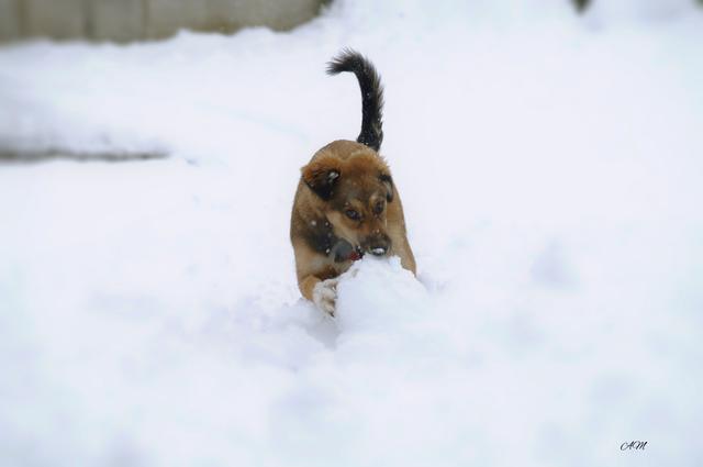 "Schnee habe ich zum Fressen gern" | Foto: Armin Mavc