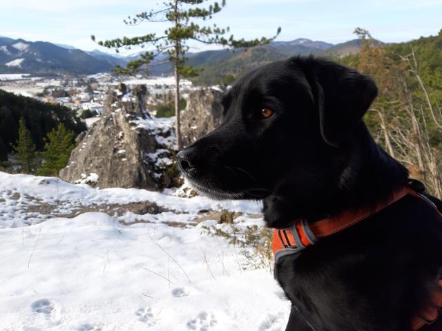 Amy liebt es mit ihrer "Oma" spazieren zu gehen | Foto: Helga Schwarz