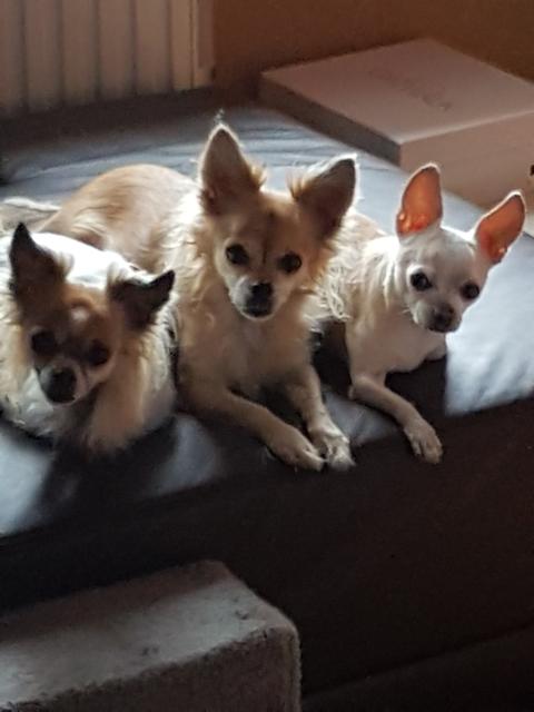 Diese Rasselbande wartet ganz artig auf Leckerlis | Foto: Uschi Wöss