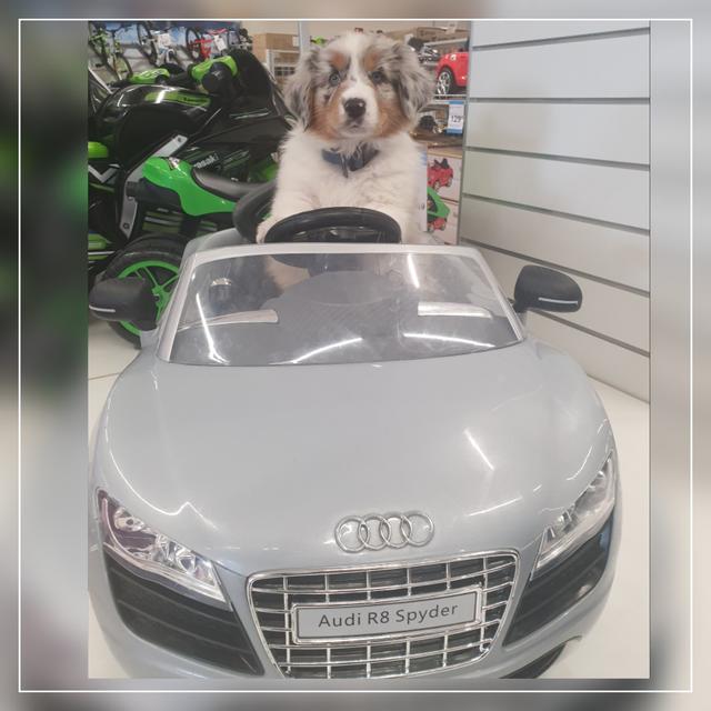 Brumm, brumm hier kommt Hundebube Orlando! | Foto: Tamara Bischof