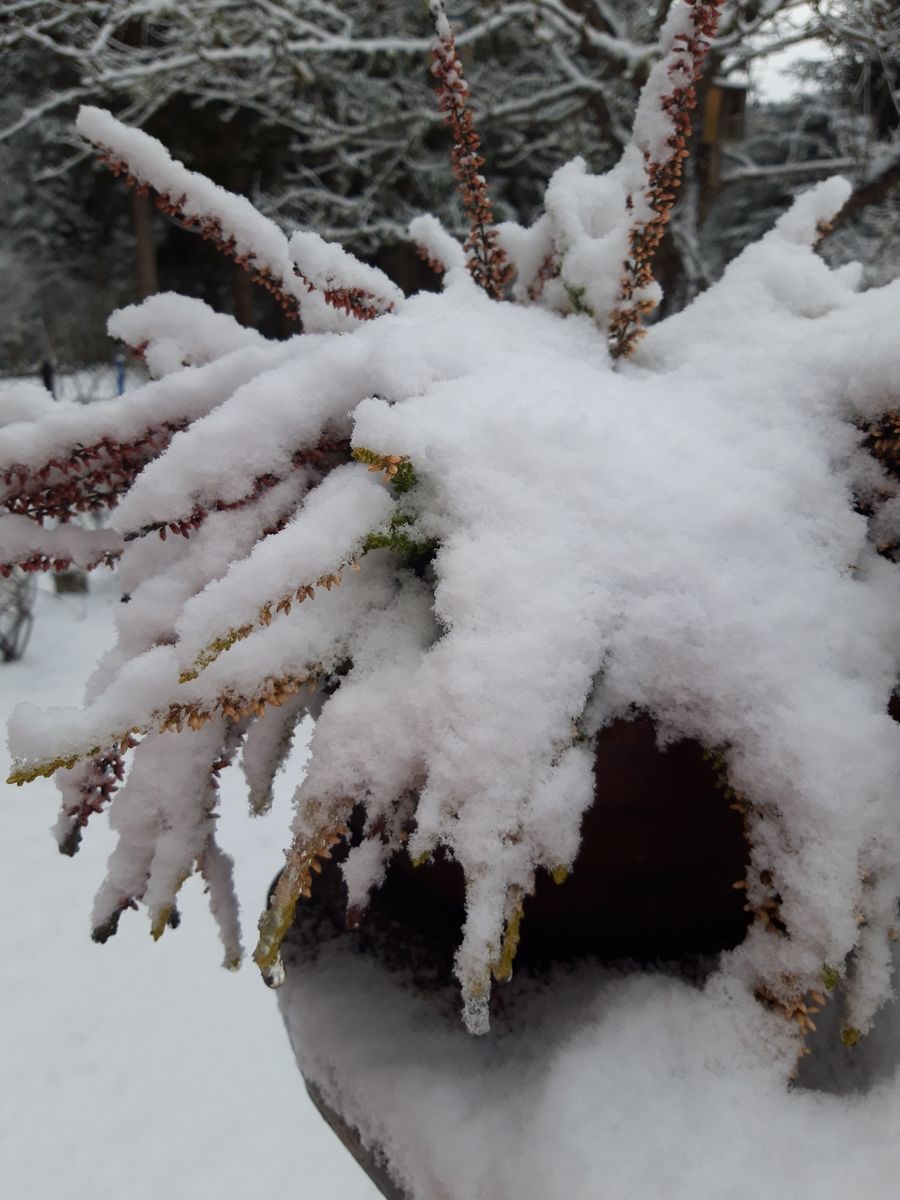 Schnee Thema Auf Meinbezirk At
