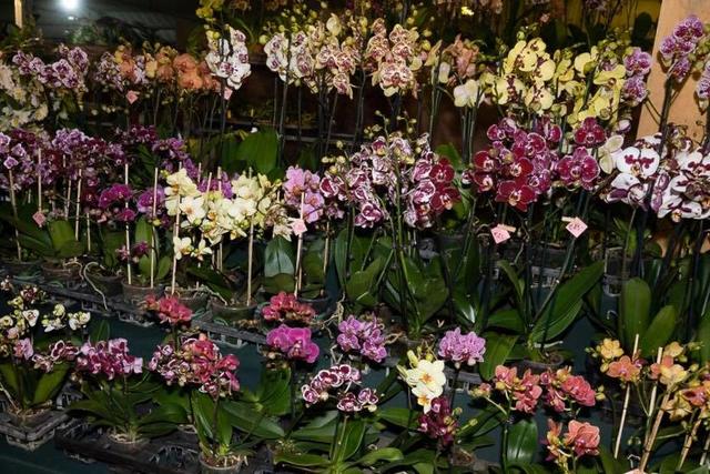Bis Sonntag, 1. März, kann man in den Blumengärten Hirschstetten in die Welt der Orchideen eintauchen.  | Foto: Bohmann
