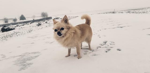 Hündchen Luna fühlt sich im Schnee pudelwohl | Foto: Nicole Schmidt