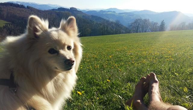 Der Mittelspitz Akito hier bei einer Rast auf dem Blassenstein | Foto: Melanie Aigner