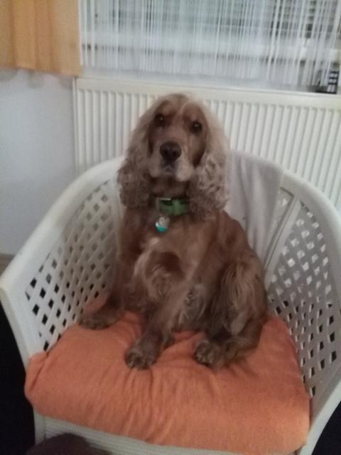 Bobby findet Leckerlis einfach spitze! | Foto: Rudolf Hüttmayr