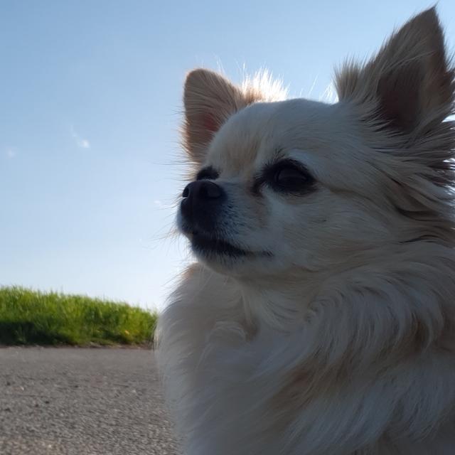 So fotogen ist die kleine Luna | Foto: Nicole Schmidt