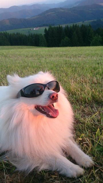Ganz lässig mit Sonnenbrille auf der Grestner Höhe | Foto: Melanie Aigner