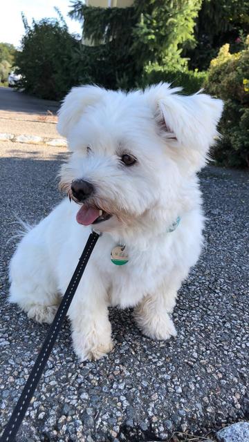 Dieses flauschige Hündchen hört auf den Namen Endy | Foto: Lena Fraberger