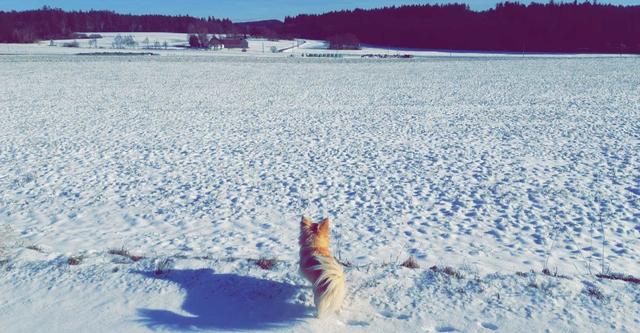 Kleiner Hund auf großer Wanderung | Foto: Nicole Schmidt