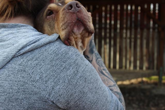 Foto: Wiener Tierschutzverein