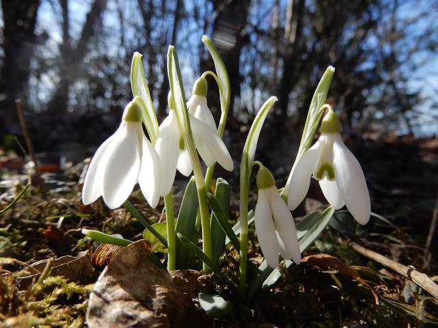 Schneeglöckchen heuer ohne Schnee (15.2.2020)