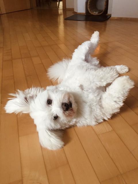 Nach dem Kunststückchen wartet er hier noch auf sein Leckerli | Foto: Lena Fraberger