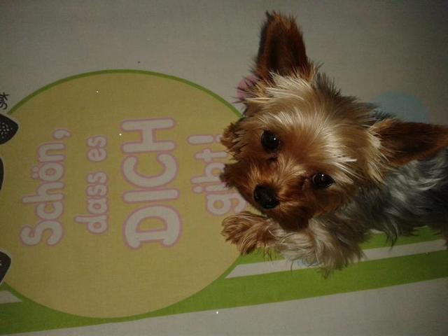 Dieser Mini Yorki hört auf den Namen Mr. Monsti | Foto: Eva Beisteiner