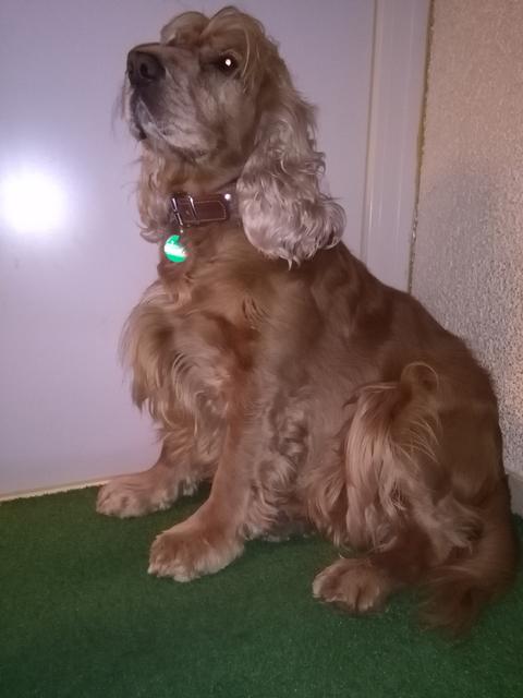 Hundebube Bobby hat immer Hunger auf Leckerli! | Foto: Rudolf Hüttmayr