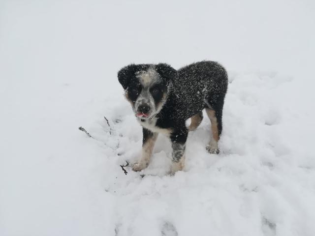 Welpe Nero ganz begeistert: sein erstes Mal im Schnee | Foto: Verena Schiefermaier