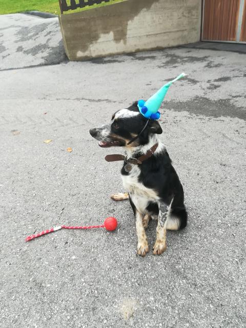 "Feste soll man feiern, wie sie fallen" - hier feiert Nero seinen 1. Geburtstag.  | Foto: Verena Schiefermaier