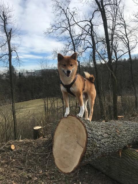 Hundebube Loui liebt es auf Bäume zu klettern - besonders, wenn ihn auf dem Baum ein Leckerli erwartet | Foto: Petra Pfeiffer
