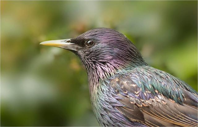 Star | Foto: Michael Dvorak