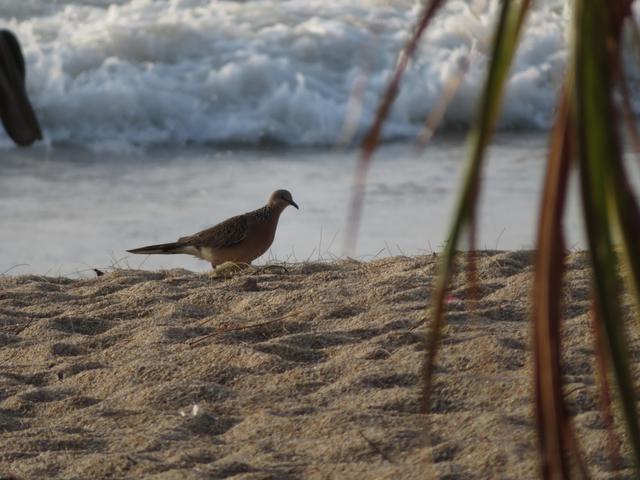 Foto vom 05.02.2020 Thailand Kamala Beach eine Perlhalstaube