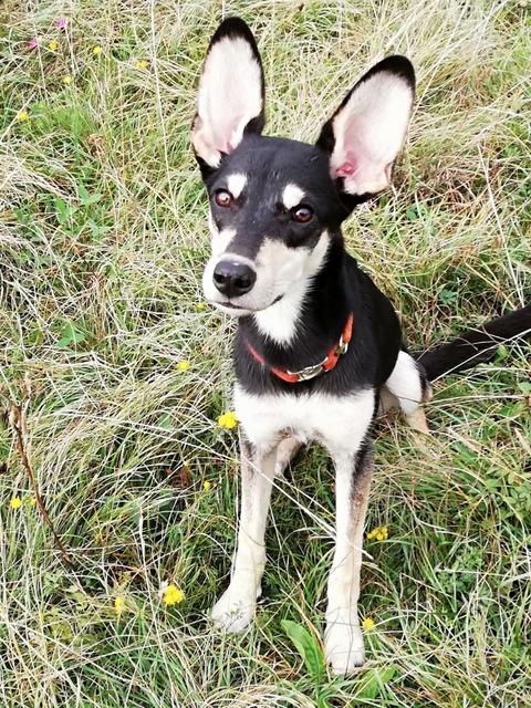 Warum hast du so große Ohren, Teddy? | Foto: Michaela Petz