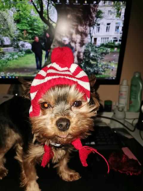 Dieses kleine Hündchen ist gut gerüstet für den Winter | Foto: Hildegard Wieser