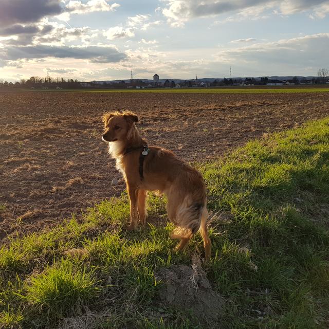 Hündin Kira bei Sonnenuntergang | Foto: Oliver Guggenberger