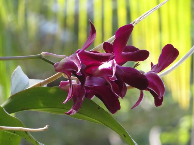 Foto vom 05.02.2020 Thailand 