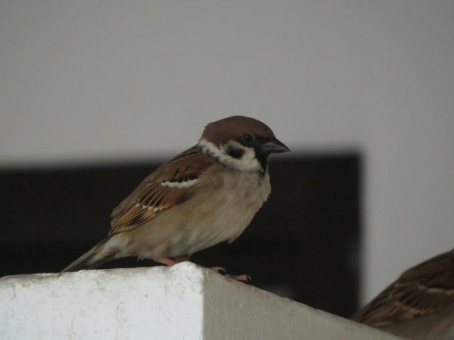 Foto vom 05.02.2020 Thailand die gibt es hier auch