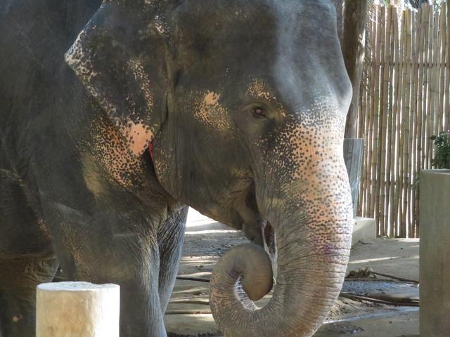 Foto vom 07.02.2020 Thailand Arbeitselefant