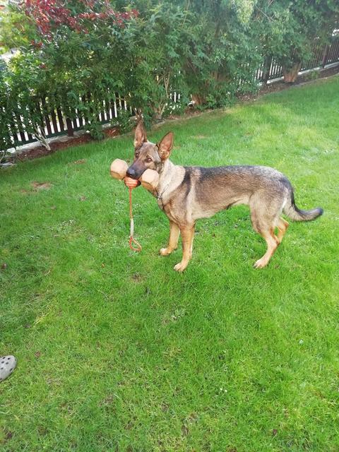 Hundedame Ora wie sie dabei ist, ihre Spielsachen "wegzuräumen"  | Foto: Brigitte Haiden 