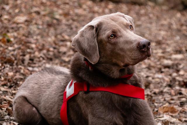Erfahrener 8 jähriger Suchhund des Roten Kreuzes | Foto: Peter Havel