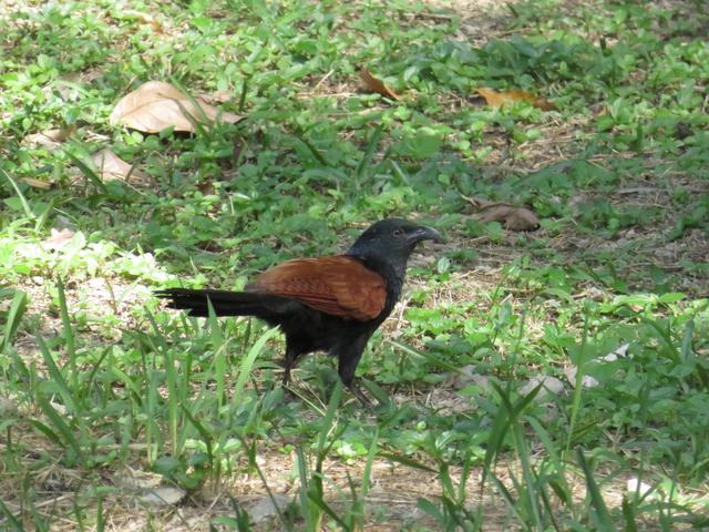 Foto vom 06.02.2020 Thailand Heckenkuckuck