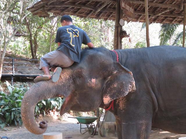 Foto vom 07.02.2020 Thailand Arbeitselefant