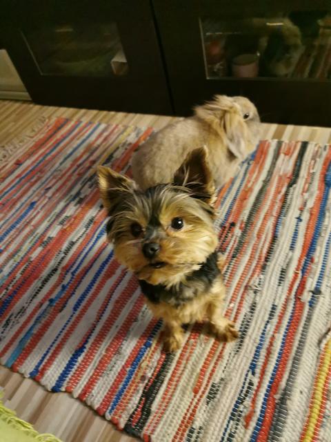 Foto: Hildegard Wieser