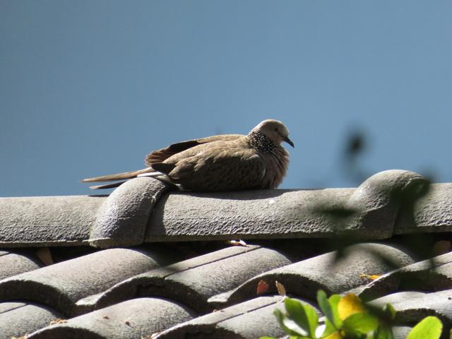 Foto vom 05.02.2020 Thailand Kamala Beach Perlhalstaube am Dach