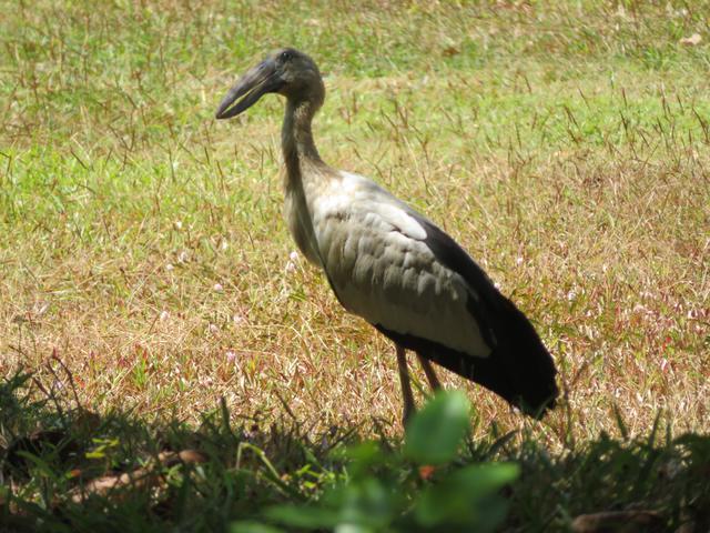 Foto vom 06.02.2020 Thailand Silberklaffschnabel