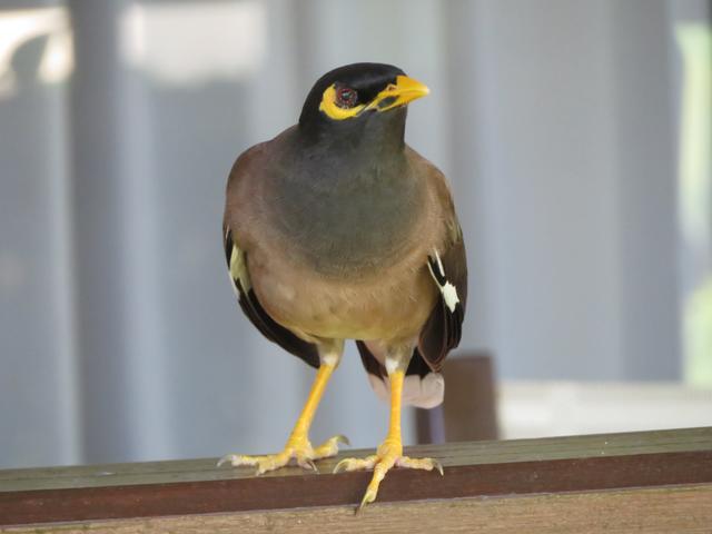 Foto vom 05.02.2020 Thailand ein Maina , der gehört zu den Staren und kommt in dieser Gegend sehr häufig vor.