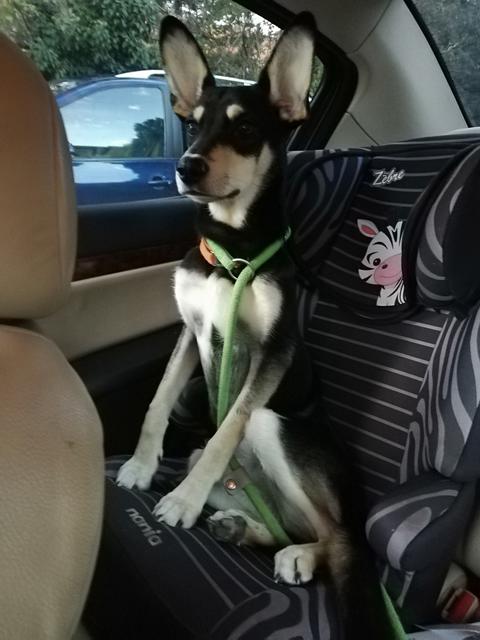 Safety First: Teddy im Kindersitz. | Foto: Michaela Petz