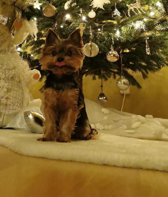 Dieser süße Vierbeiner wartet ganz artig auf's Christkind | Foto: Hildegard Wieser