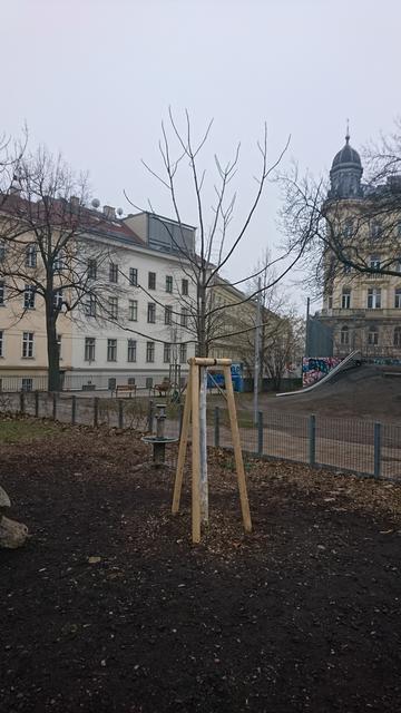 Das neue Bäumchen wurde bereits gepflanzt.