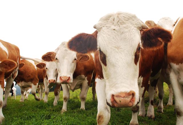 73 Prozent der Kälber wurden von den Bauern in der Region angekauft.