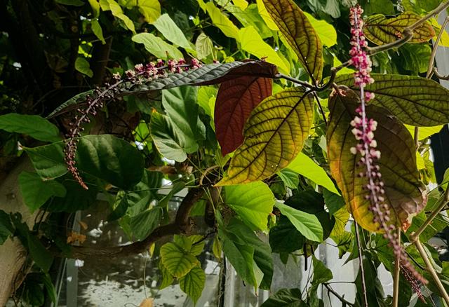Wiener Spaziergänge: Das Tropenhaus im Botanischen Garten... - Favoriten
