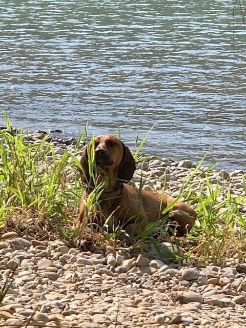 Hundebube Mexi entspannt am See | Foto: Karin Paradeiser