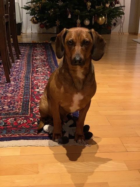 Ganz artig wartet der Hunde vor dem Christbaum - vielleicht gibts ja dafür ein Leckerli | Foto: Karin Paradeiser