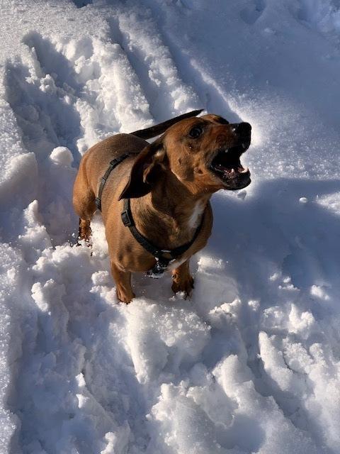 Er kann aber auch anders - wenn's um's Verteidigen von Frauchen geht | Foto: Karin Paradeiser
