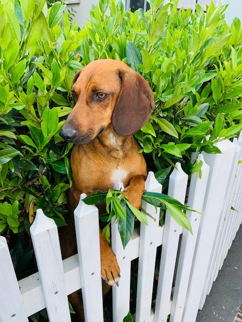 Hund Mexwell gräbt sich durch die Sträucher | Foto: Karin Paradeiser