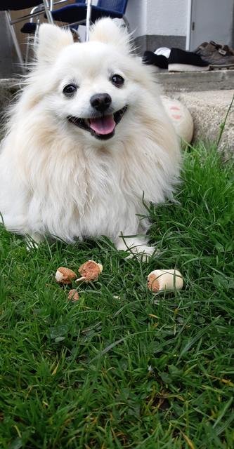 Hündin Amilia hat den größten Grinser, wenn sie Leckerlie bekommt | Foto: Melissa Bauer